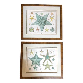 Adolf Van De Laan (Dutch 1684-1755) Hand Colored Engravings "Starfish", 20th Century Restrikes. Set of 2 For Sale