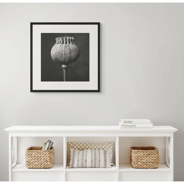 2020s 'Poppy Pod Head' No. 4 - Black and White Botanical Floral Photography Print / Karl Blossfeldt For Sale - Image 5 of 8