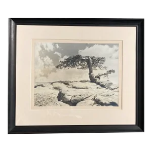 1950s Vintage California Photograph of an Ancient Twisted Yosemite Pine, Framed