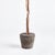 English Boxwood Single Sphere Topiary Drop-In 24" For Sale - Image 3 of 4