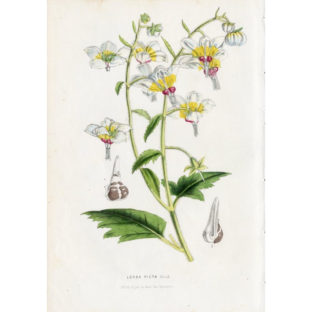 14 Van Houtte Botanicals! Hand Color c.1853 Set B For Sale - Image 4 of 15