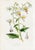 14 Van Houtte Botanicals! Hand Color c.1853 Set B For Sale - Image 4 of 15