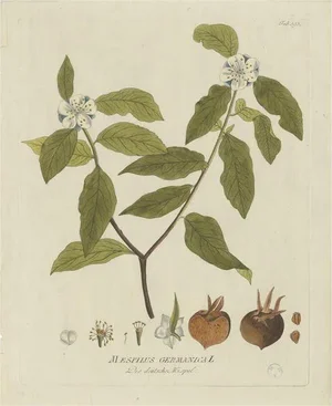 Plenck, The Mespilus Germanica, 1790s, Print