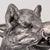 Vintage Glass Jug with Silver-Plated Boar Head from Valenti, 1970s For Sale - Image 18 of 18