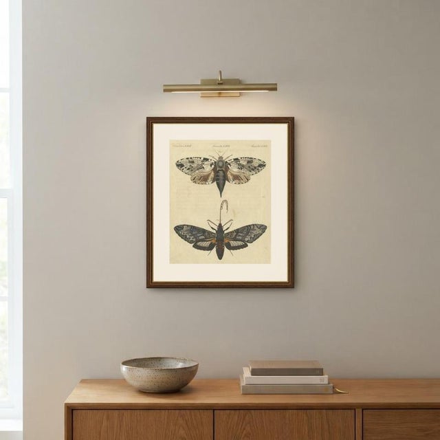 Bertuch, Two Large Exotic Moths, 1815, Print For Sale - Image 10 of 12