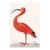 Scarlet Ibis With an Egg, Vintage Art Print Reproduction, 32" X 48" For Sale