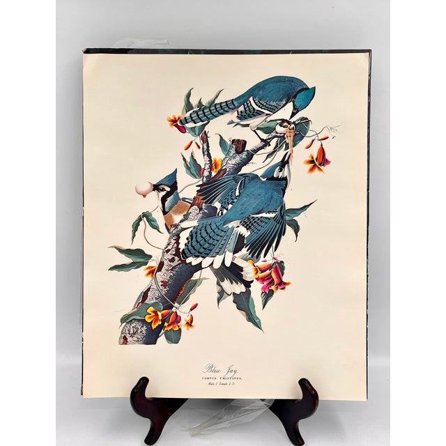 1964 Audubon Folio Lithograph Great Bird Paintings – “Blue Jay” 17x14 For Sale In New York - Image 6 of 6