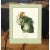 After 1750s Aert Schouman, Cockatoo Head Study, XL Print N2 For Sale In Dallas - Image 6 of 8