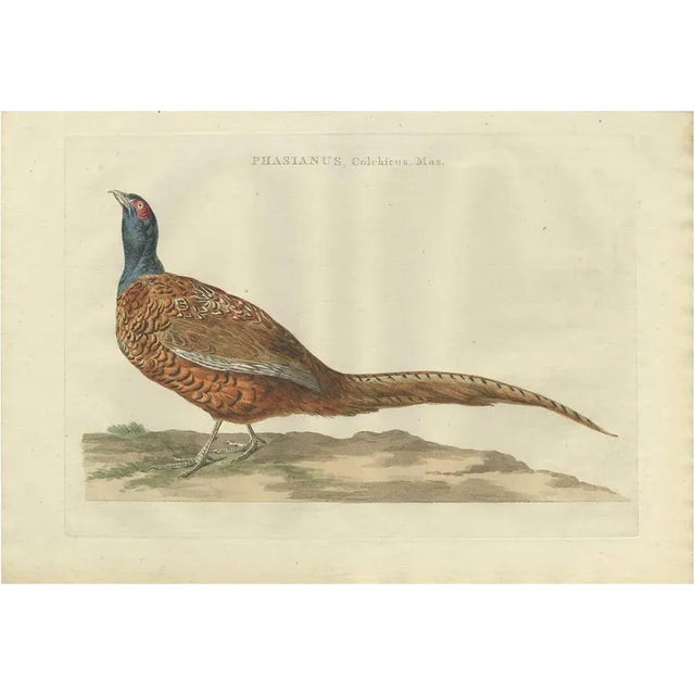 Late 18th Century C. Nozeman, M. Houttuyn and J.C. Sepp, Phasianus, Colchicus, Mas, 1789, Paper For Sale - Image 5 of 5