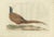 Late 18th Century C. Nozeman, M. Houttuyn and J.C. Sepp, Phasianus, Colchicus, Mas, 1789, Paper For Sale - Image 5 of 5