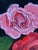 Modern Glorious in Red, Pink and White For Sale - Image 3 of 6
