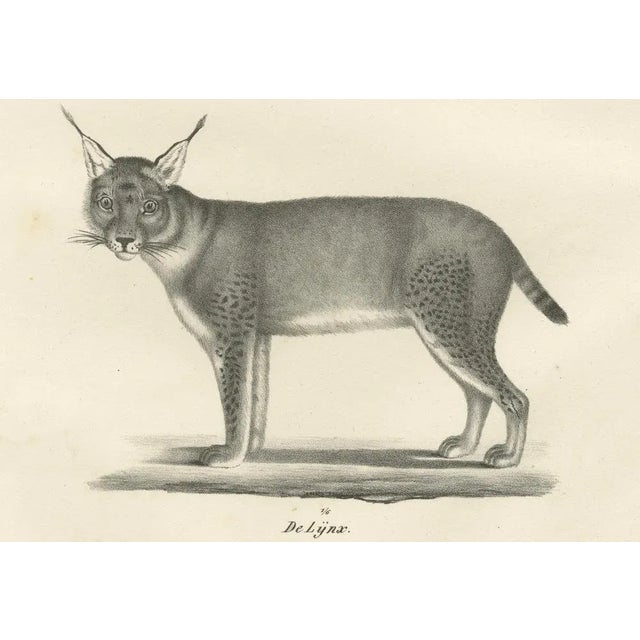Mid 19th Century C.C. G. Zool., The Caracal and Lynx in Profile, 1836, Lithograph For Sale - Image 5 of 11