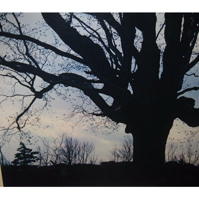 1962 Sugar Maple Photo by Daniel Farber For Sale - Image 4 of 9