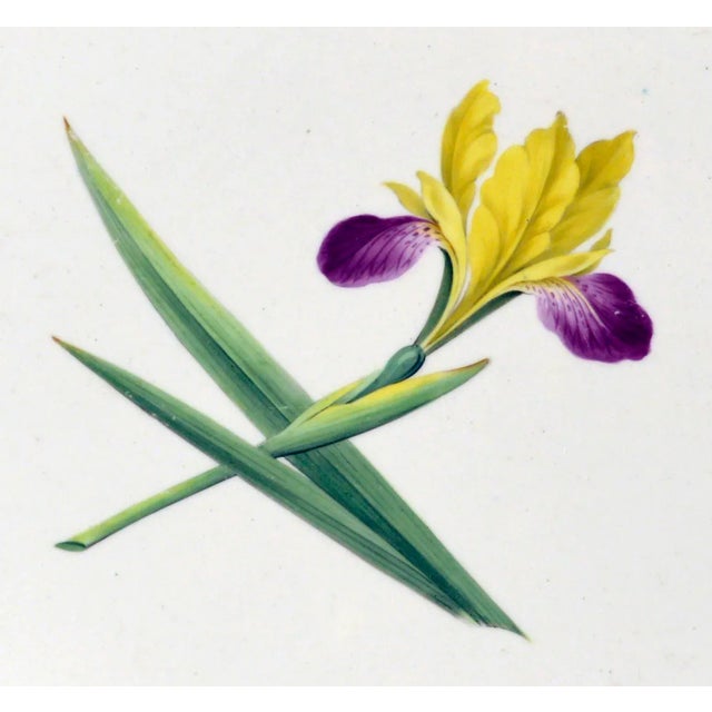 English Chamberlain's Worcester Porcelain Botanical Oval Dish Painted With an Iris Circa 1815 For Sale - Image 3 of 5