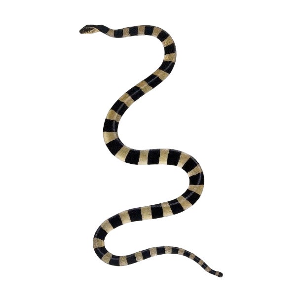 1782 Vintage Snake Art Print by Bhawani Das – Indian Natural History Wall Art - 20" X 30" For Sale