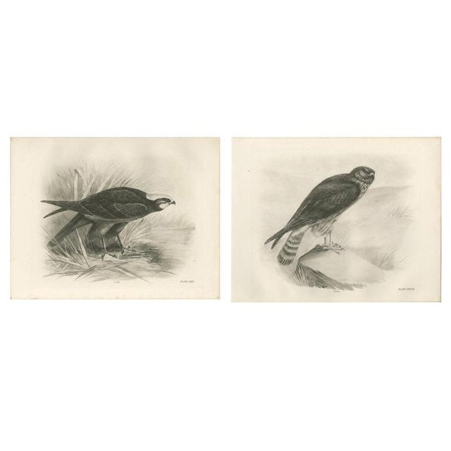 Stonham, Marsh and Hen Harrier Bird, 1908, Monochrome Ornithological Plates, Set of 2 For Sale - Image 9 of 9