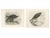 Stonham, Marsh and Hen Harrier Bird, 1908, Monochrome Ornithological Plates, Set of 2 For Sale - Image 9 of 9