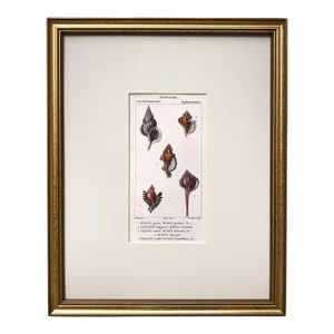 Antique French Print Hand Colored Engraving of Sea Shells by Turpin Paris 1816