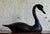 Wood Vintage Boho Life Size Swan Decoy For Sale - Image 7 of 11