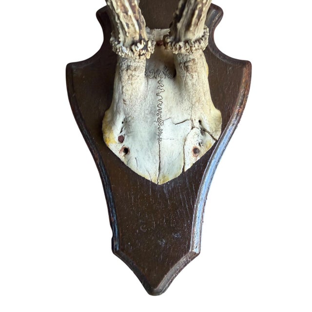 1930s Pair of Roe Deer Trophies 137, Black Forest Antlers For Sale In Aspen - Image 6 of 6