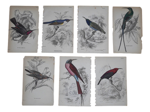 Antique 19th Century Hand-Colored Engravings - Tropical Birds - Set of 7