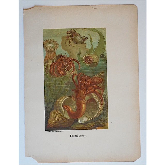 Nautical Antique Hermit Crabs Lithograph For Sale - Image 3 of 3