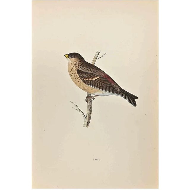 Twite is a modern artwork realized in 1870 by the British artist Alexander Francis Lydon (1836-1917) . Woodcut print, hand...
