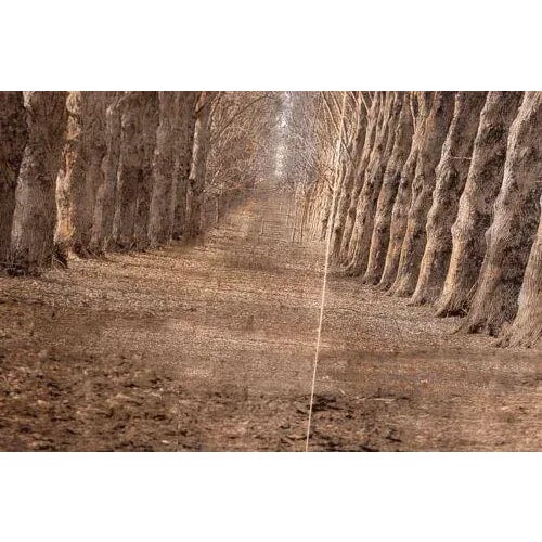 Esteban Chavez Allee Alley of Trees Signed Hand Colored Lithograph on Paper For Sale - Image 9 of 12