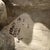 Surrealist Paper Mache Armadillo Sculpture Sergio Bustamante For Sale - Image 15 of 18