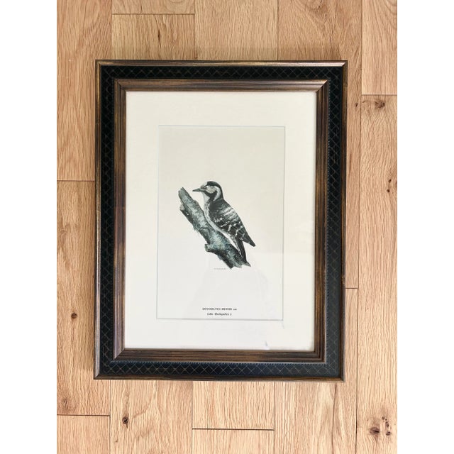 1920s Birds of Sweden Chromolithograph Columba Oenas For Sale - Image 5 of 7