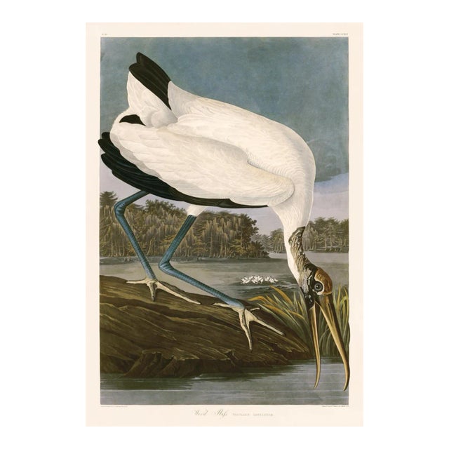 Wood Ibis After Audubon With Blue Sky Giclee Print From CFA Editions For Sale