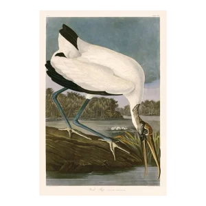 Wood Ibis After Audubon With Blue Sky Giclee Print From CFA Editions