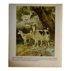 1940s Diana Thorne Goat With Kids Illustration Print