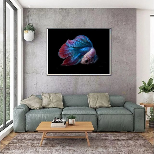 Color Photograph of a Male Betta Fish against black. Printed on Archival Fine Art Paper.