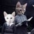 Surrealism Moonlight's Tale by Marcin and Kate Owczarek | Digital Art of anthropomorphized cats in a moonlit scene For Sale - Image 3 of 5