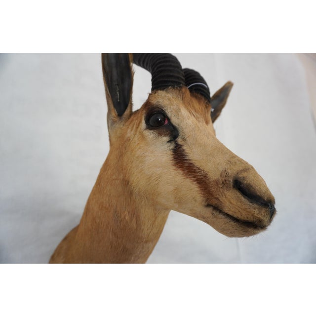 Springbuck Taxidermy Mount Bust Head For Sale - Image 9 of 15