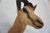 Springbuck Taxidermy Mount Bust Head For Sale - Image 9 of 15