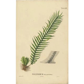 Carolo Ludovico Blume, Ferns of Java Polypodium, 1829, Lithograph For Sale