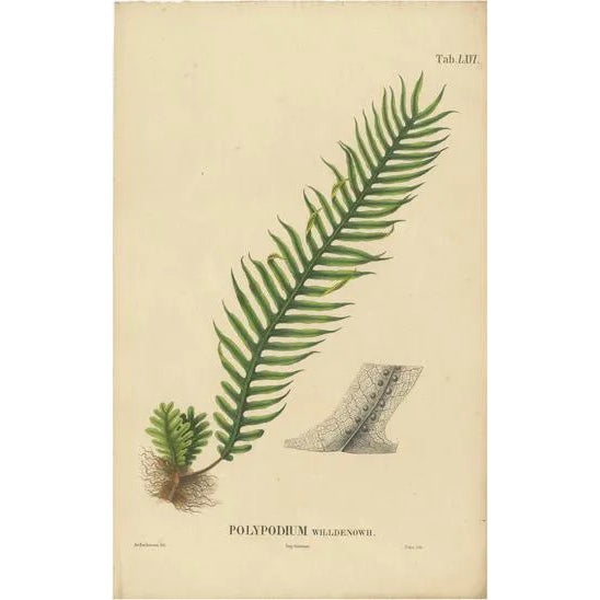 Carolo Ludovico Blume, Ferns of Java Polypodium, 1829, Lithograph For Sale