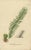 Carolo Ludovico Blume, Ferns of Java Polypodium, 1829, Lithograph For Sale