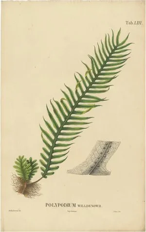 Carolo Ludovico Blume, Ferns of Java Polypodium, 1829, Lithograph