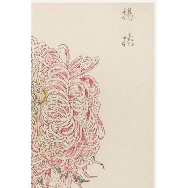 Japanese Pink Chrysanthemum, Vintage Japanese Botanical Art Print, 24" X 36" For Sale - Image 3 of 10