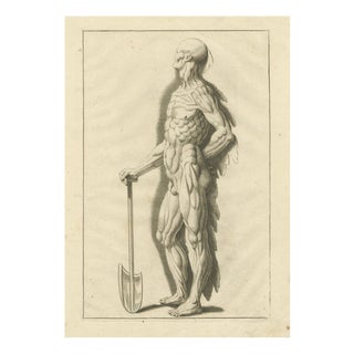 Anatomical Muscle Figure with Shovel, 1745, Paper For Sale