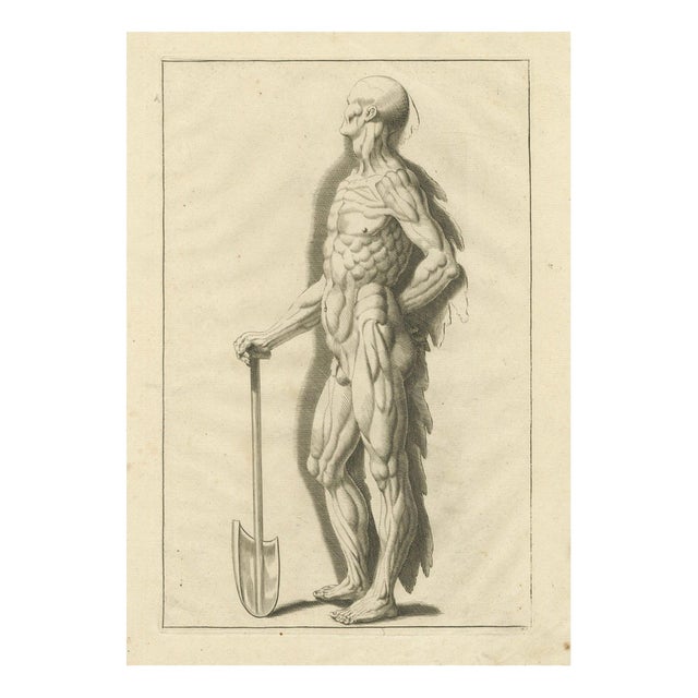 Anatomical Muscle Figure with Shovel, 1745, Paper For Sale