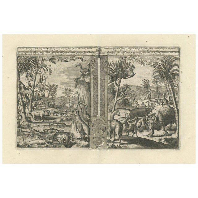 R. De Hooghe, Fauna of the West Indies, 1708, Print For Sale