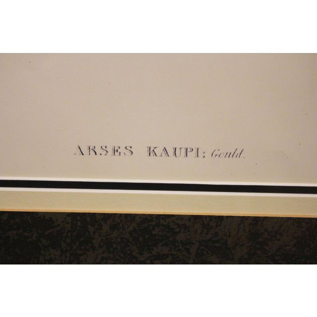 1970s 1970s English Framed Reproduction of Gould's Kaup's Flycatcher Lithograph For Sale - Image 5 of 9