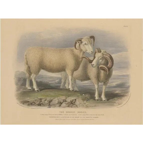Fairland after W. Nicholson, Ram and Ewe of the Dorset Breed, 1841, Lithograph For Sale - Image 6 of 6