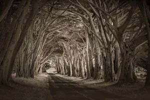 2021 "Enter the Dream. Point Reyes, California" Modern Photography, Ultra Vibrant Acrylic Prints by Marty Hulsebos Photography