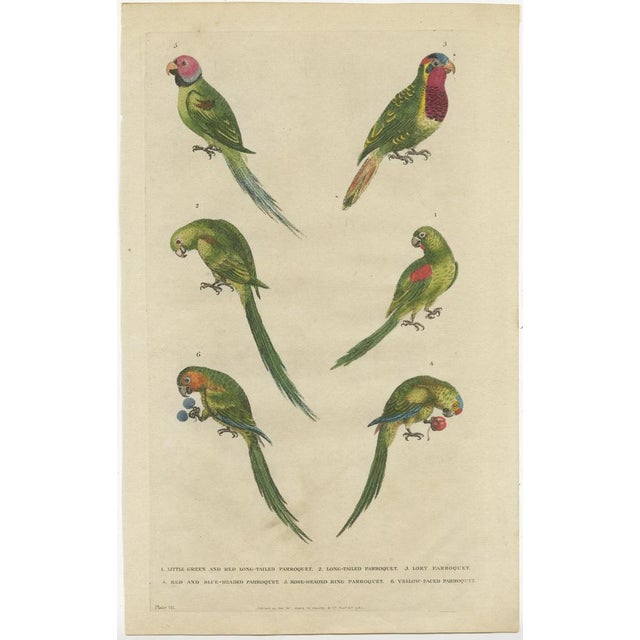 Set of two antique bird prints titled 'Little Green and Red Long-Tailed Parroquet - Long-Tailed Parroquet'. These prints...