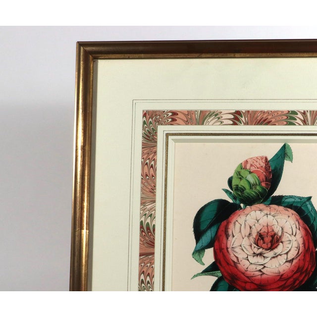 Mid 19th Century Antique Botanical Prints by Sir Joseph Paxton From the Magazine of Botany For Sale - Image 5 of 17